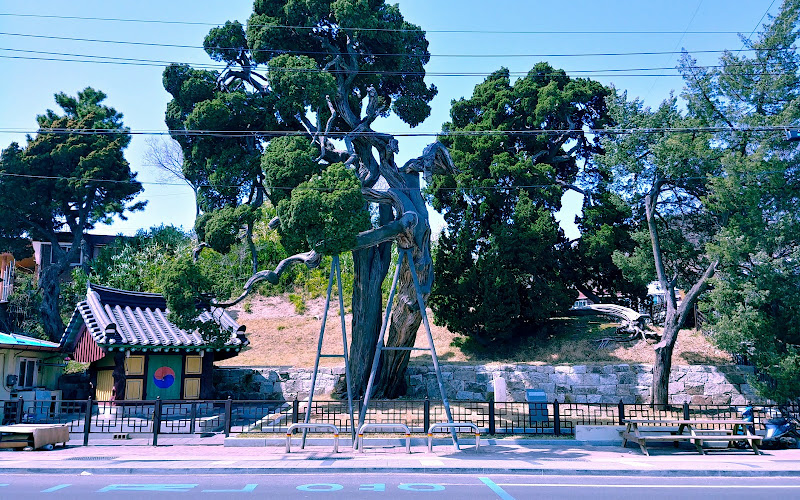 울진 후정리 향나무