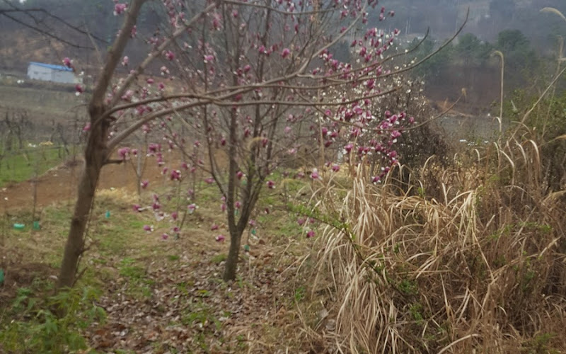 처갓집양념치킨 태룡점