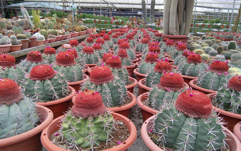 Cactus Point, Brinchang, Pahang.