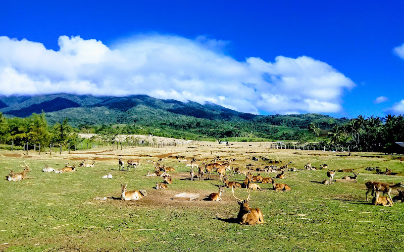 Ocampo Deer Farm