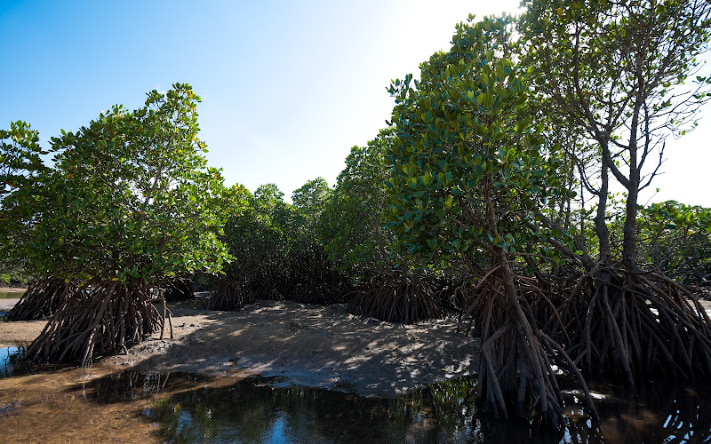 Hirugi Mangrove Community