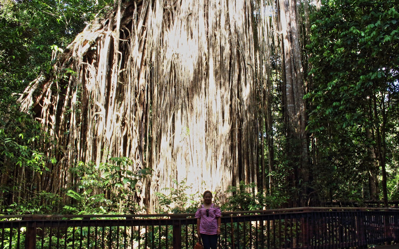 Curtain Fig Tree
