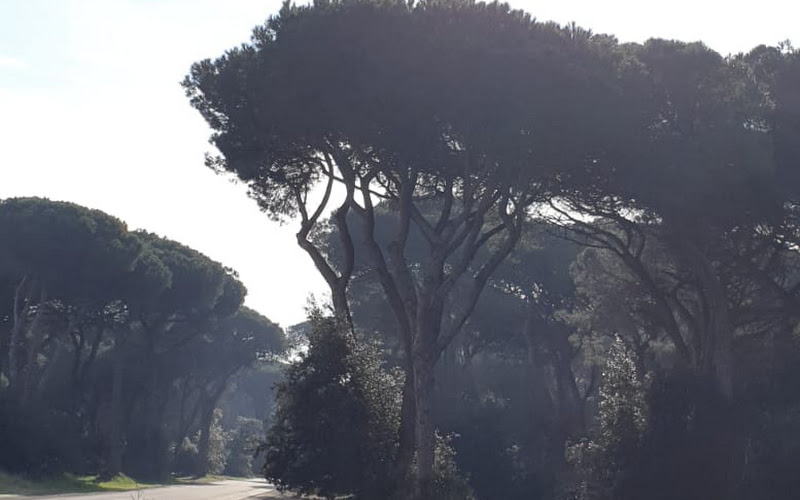 Pineta