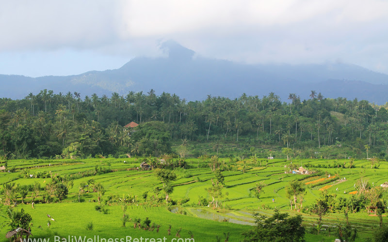 PANGI karangasem