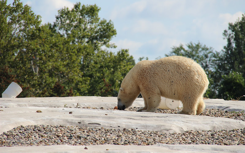 Arctic Ring of Life - Polar Bear & Sea Otter