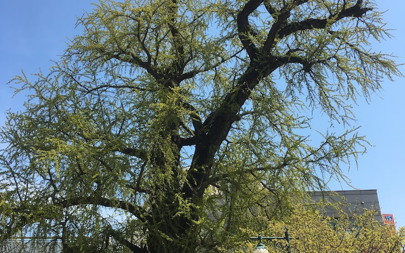 강릉 옥천동 은행나무