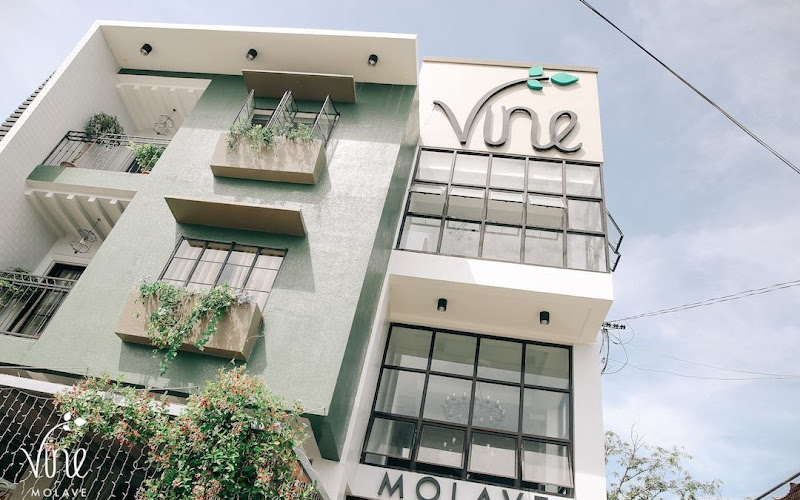 Vine Molave
