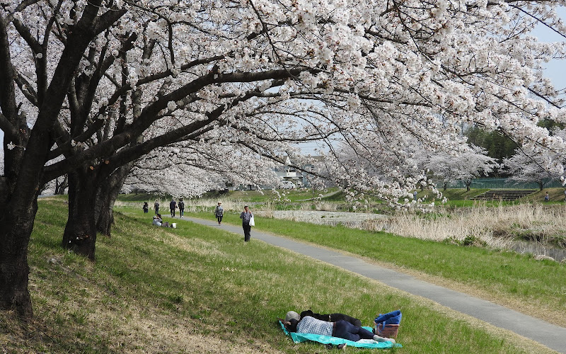 Kodama 1,000 Cherry Trees