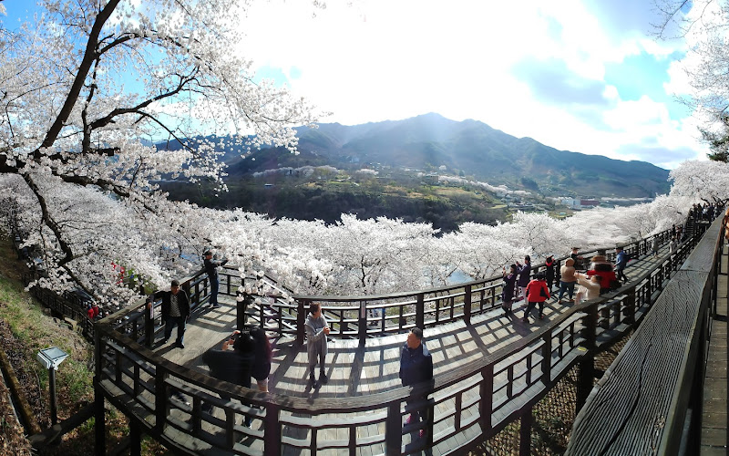 십리벚꽃길 전망데크