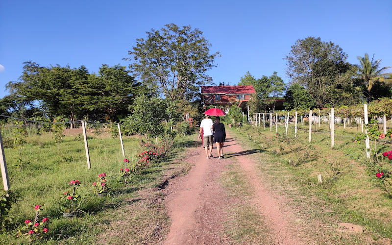 สวนองุ่นพันเก้า