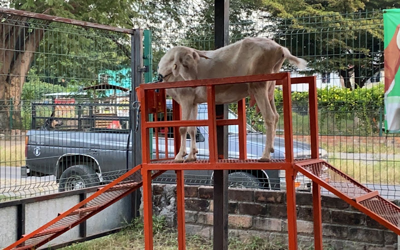 Pajaretes de cabra “Los Chendos”