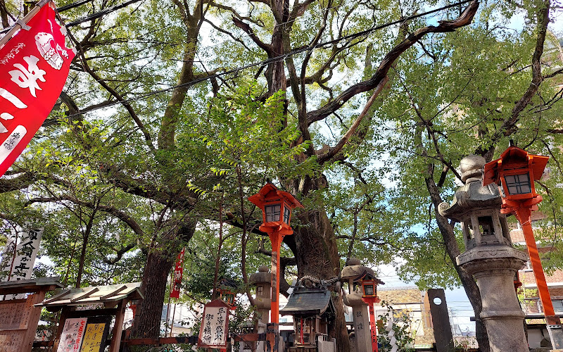 Camphor Tree Planted by Taira no Kiyomori