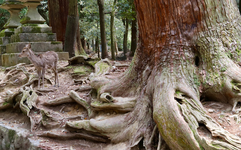 春日山原始林