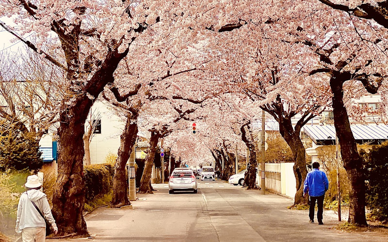 函館 桜が丘通