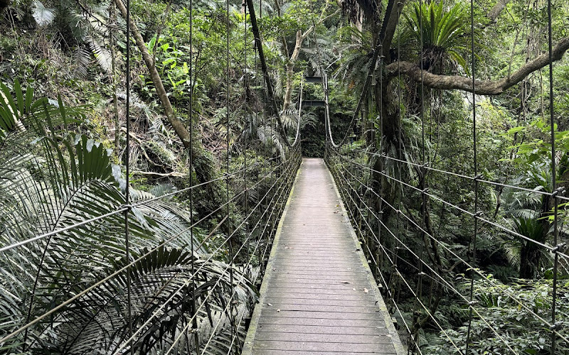 大阪根原始森林區