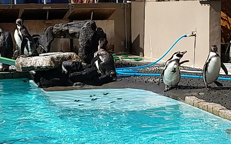 ペンギンプール