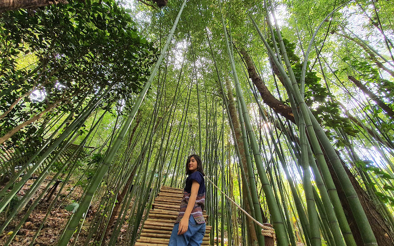 Doi Chang Buddhist Park