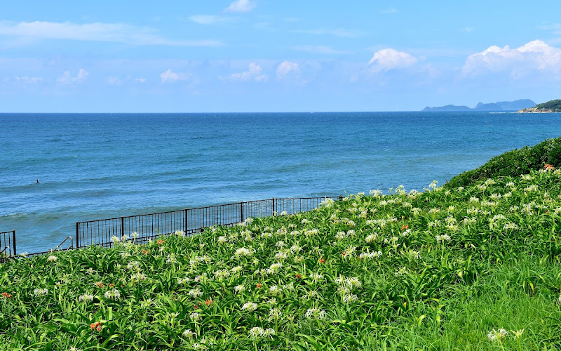 福岡県芦屋町はまゆう自生地