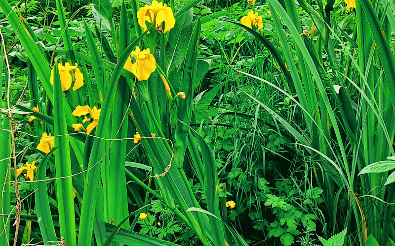 Ingresso parco casale cervelletta