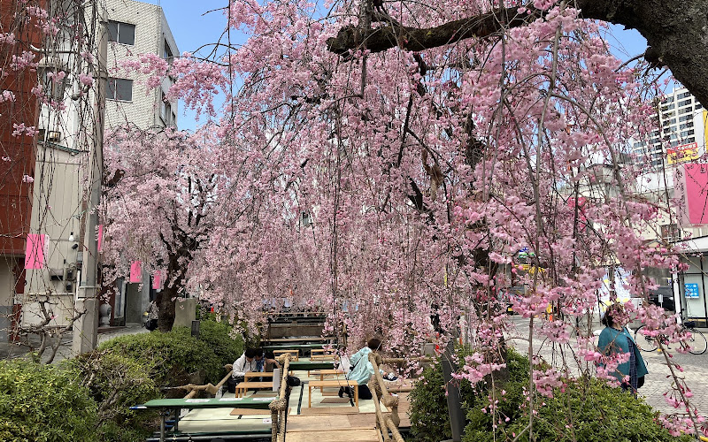 釜川の枝垂れ桜と川床
