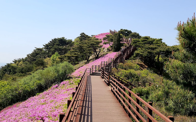 고려산 진달래 축제