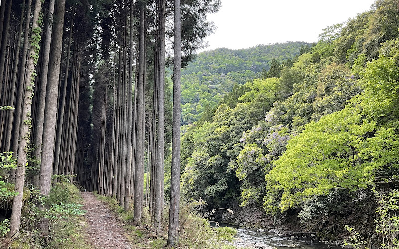 北山杉の並木道