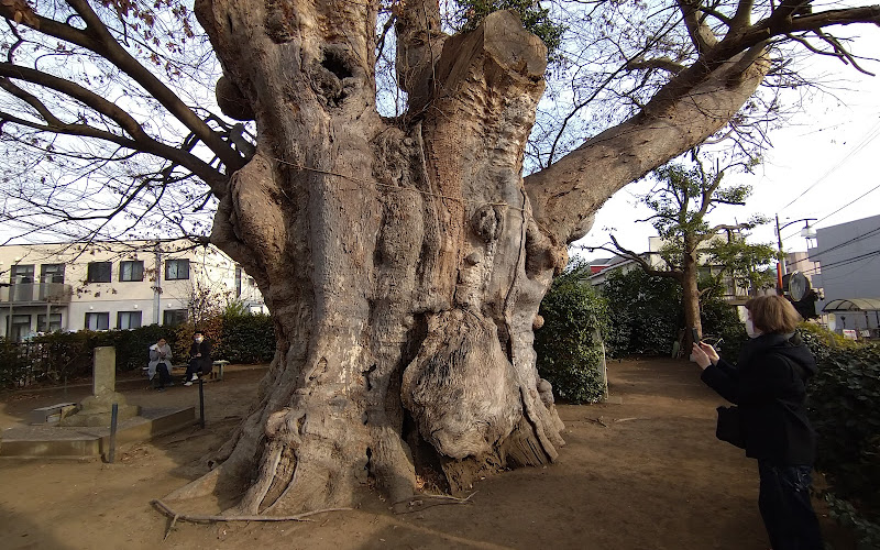 Large zelkova in Tsurumaki