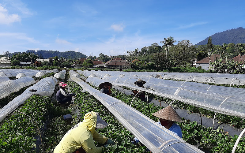 Wisata Petik Strawberry Bedugul