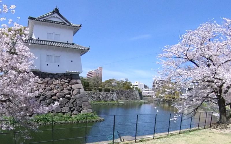 성터공원 벛꽃명소