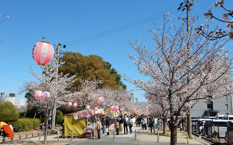 Toyokawa City Sakura Tunnel