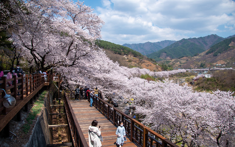 십리벚꽃길