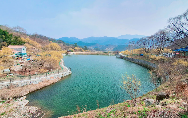 현천마을 산수유군락지
