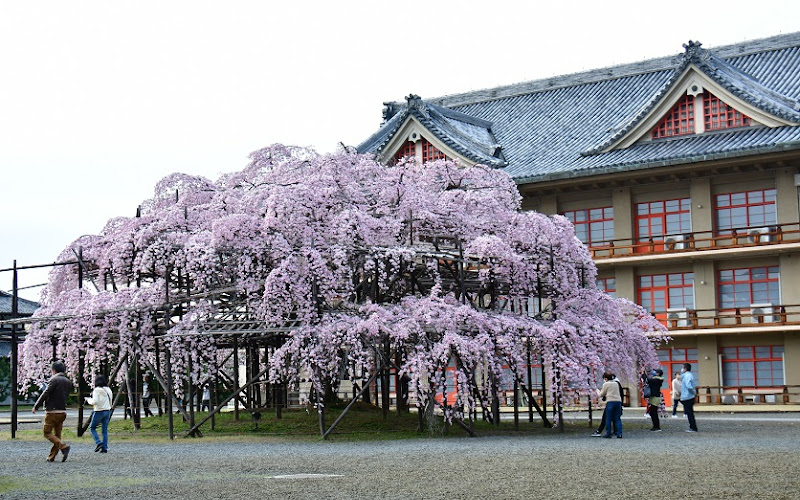 Weeping cherry trees of Tenrikyo Church Headquarters