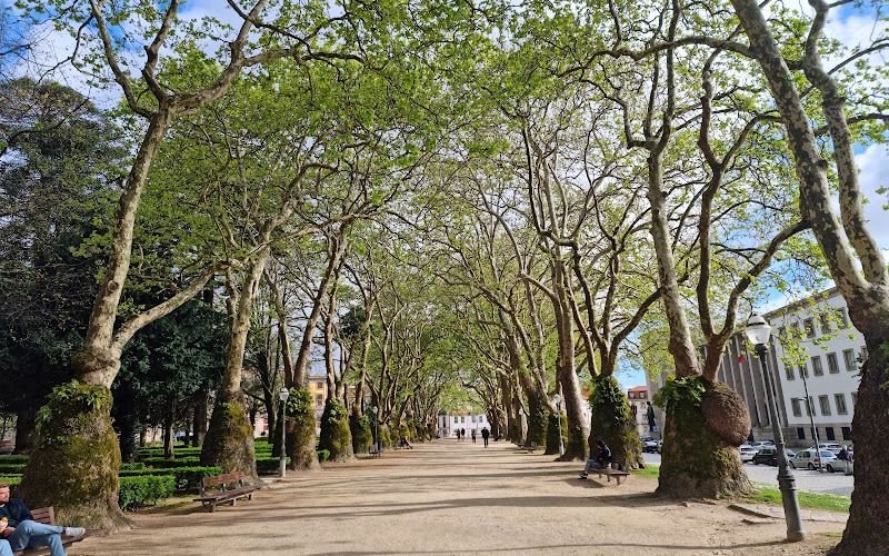 Giant Sycamore Trees