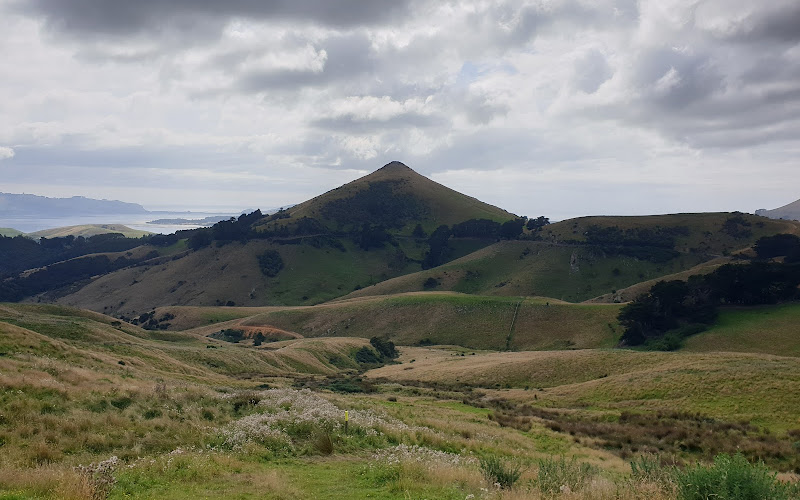Hereweka-Harbour Cone Track