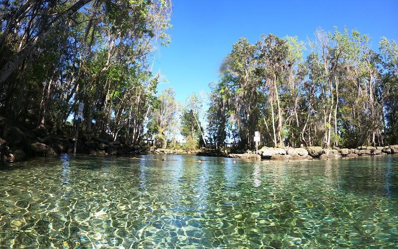Manatees in Paradise