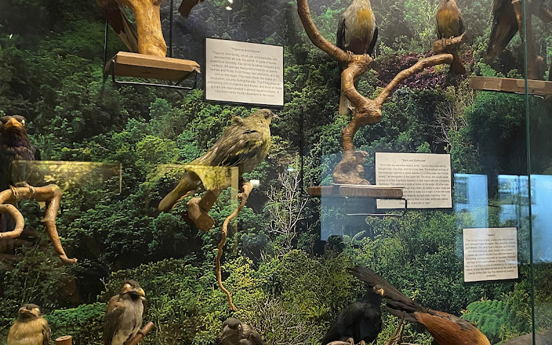 サン・カルロス大学博物館