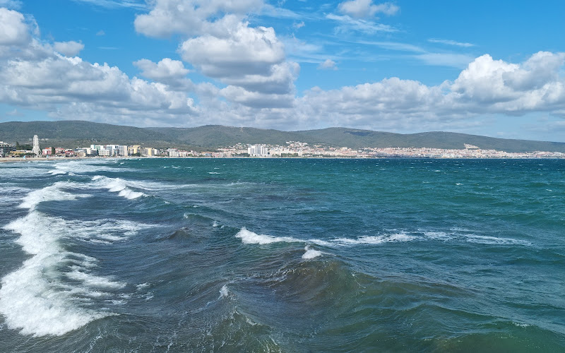 Bob the Sunny Beach cat