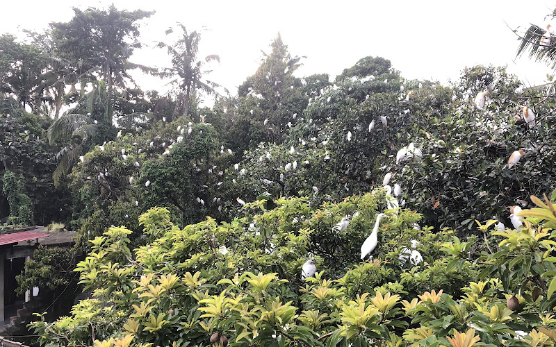 Heron Bird Village