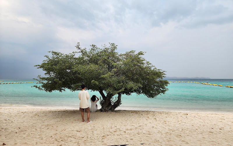 Korea Tree at Koh Lan