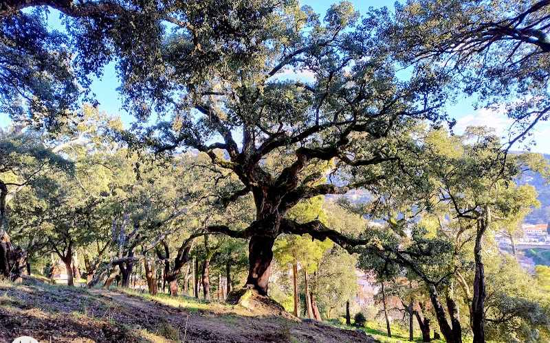 Cork forest