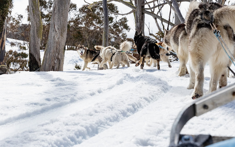 Howling Husky Sled Dog Tours - Dinner Plain