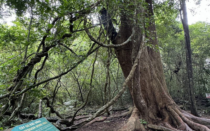 Cây gõ Bác Đồng