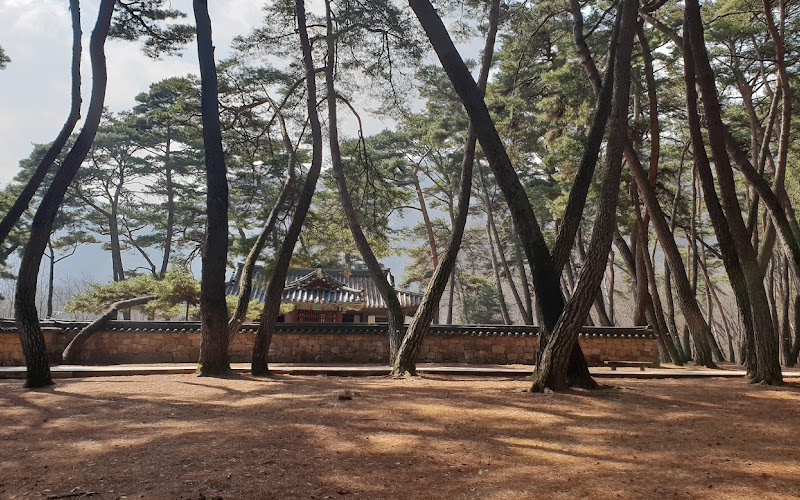 청령포 관음송 (觀音松)