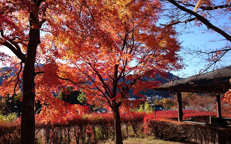 Nikkoshi Ogurayama Forest Park