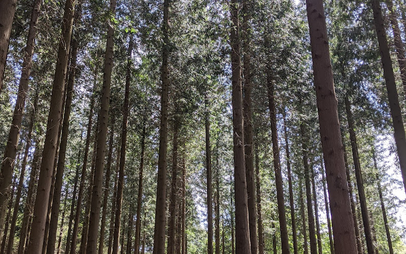 キャン・ウッズ