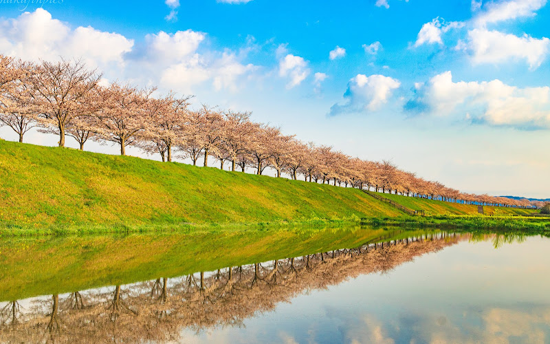 Ono Sakura Dzutsumi Corridor