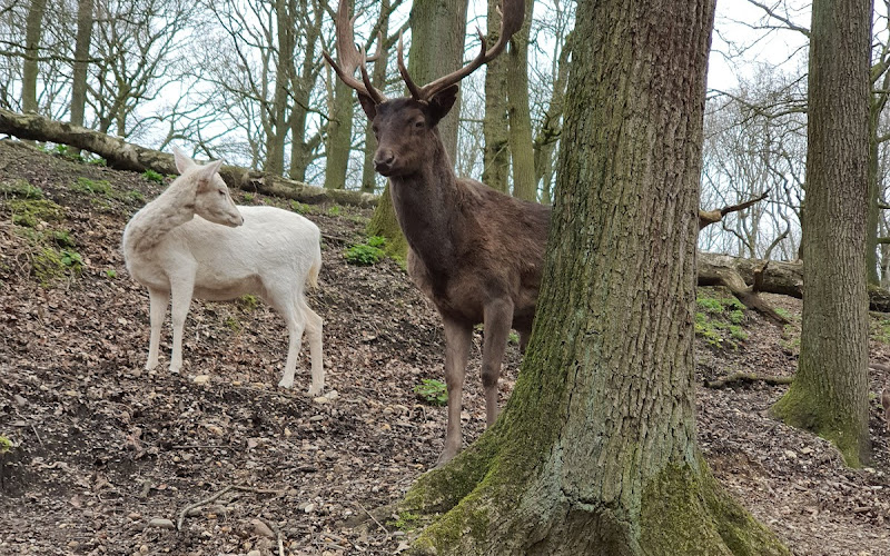 ダムヴィルトゲヘーゲ