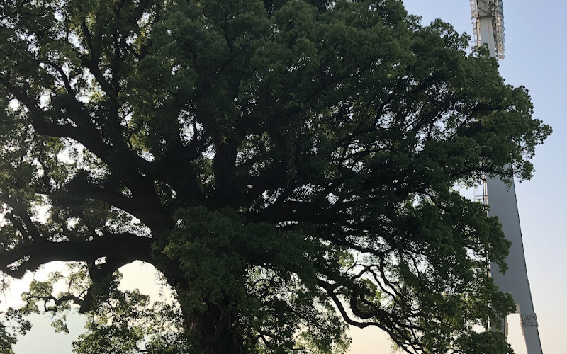 藤崎台のクスノキ群