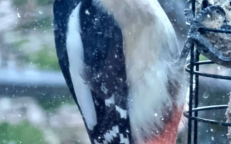 Vogelbeobachtungshaus